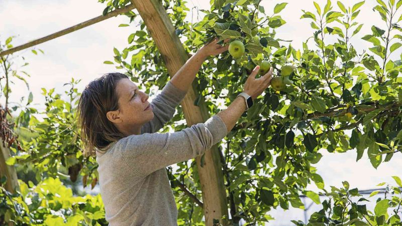 10 Best Advice For Growing Fruit Trees