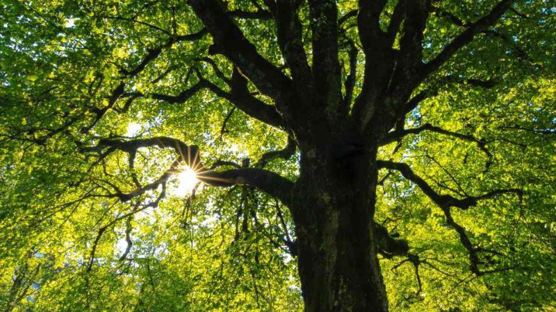 7 Simple Steps To Keep Your Tree Healthy