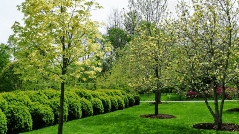 7 Tips For Mulching Around Trees And Shrubs