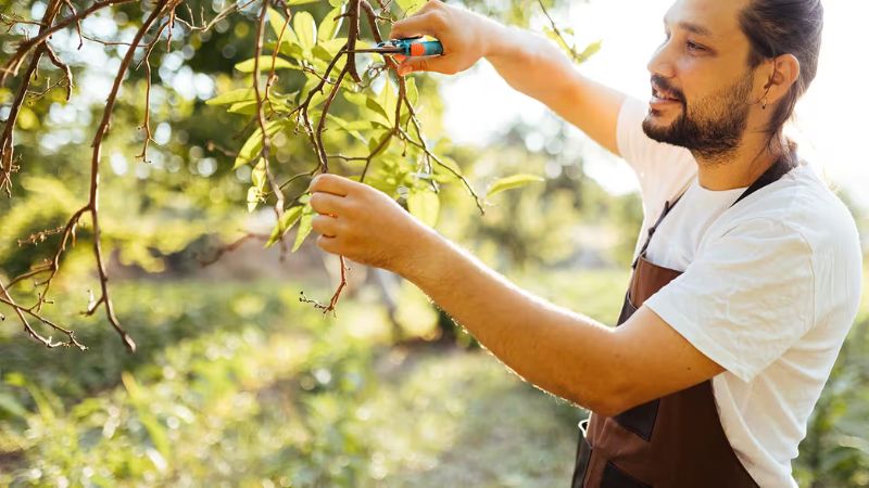 8 Reasons Why You Should Prune Your Trees