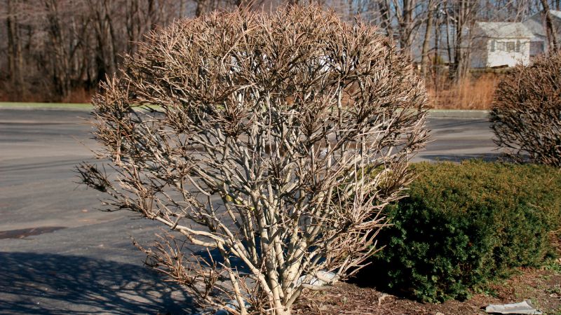 9 Most Common Tree Care Mistakes That Kill Trees