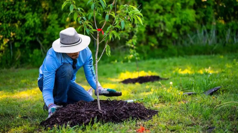 How To Create A Tree Care Plan?