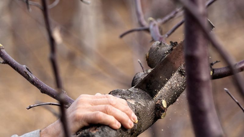 How To Safely Remove Dead Branches From Trees