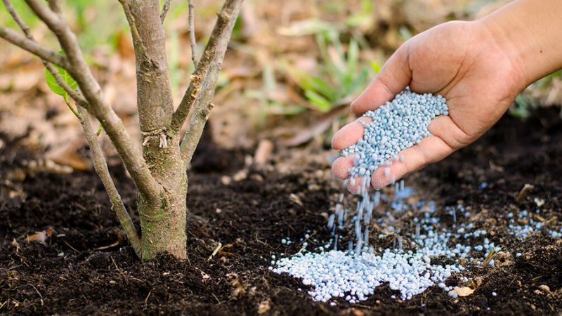 Step-By-Step Guide On How To Fertilize Trees