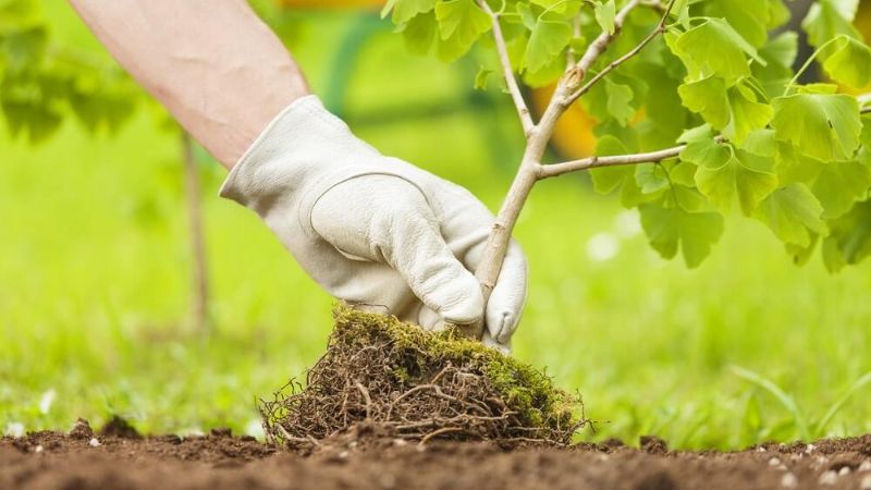 Top 10 Tips For Watering Trees In A Drought